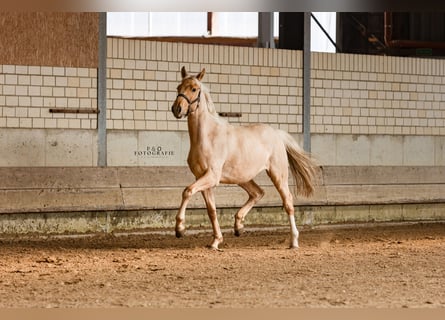 Westfaal, Hengst, 2 Jaar, 166 cm, Palomino