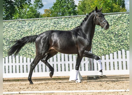 Westfaal, Hengst, 2 Jaar, 166 cm, Zwartbruin