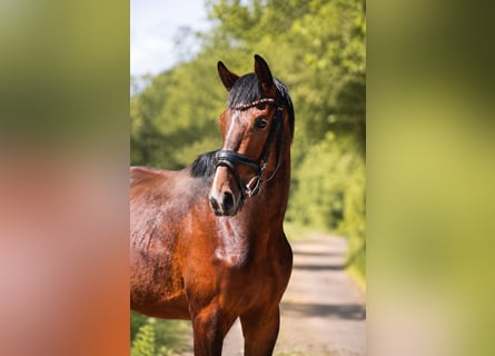 Westfaal, Hengst, 2 Jaar, 167 cm, Bruin