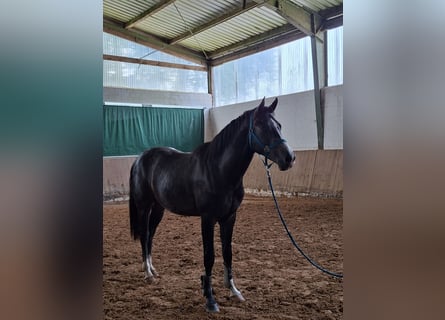 Westfaal, Hengst, 2 Jaar, Appelschimmel