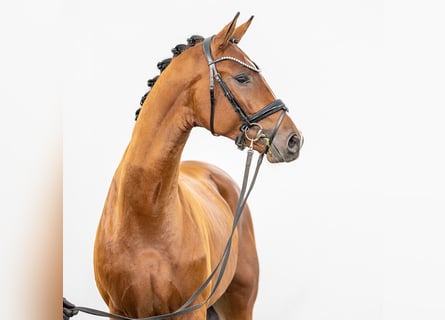 Westfaal, Hengst, 2 Jaar, Brauner