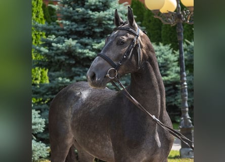 Westfaal, Hengst, 2 Jaar, Bruin
