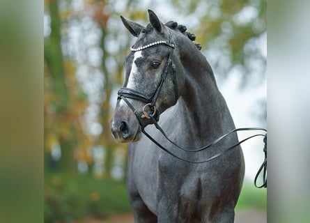 Westfaal, Hengst, 2 Jaar, Schimmel