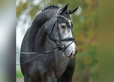 Westfaal, Hengst, 2 Jaar, Schimmel