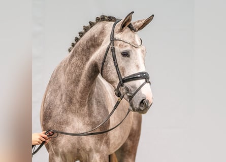 Westfaal, Hengst, 2 Jaar, Schimmel