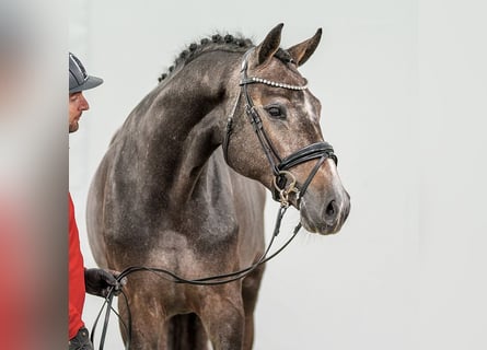 Westfaal, Hengst, 2 Jaar, Schimmel