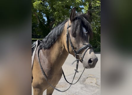Westfaal, Hengst, 3 Jaar, 148 cm, Buckskin