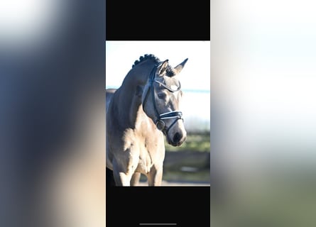 Westfaal, Hengst, 3 Jaar, 148 cm, Buckskin