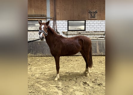 Westfaal, Hengst, 3 Jaar, 155 cm, Vos
