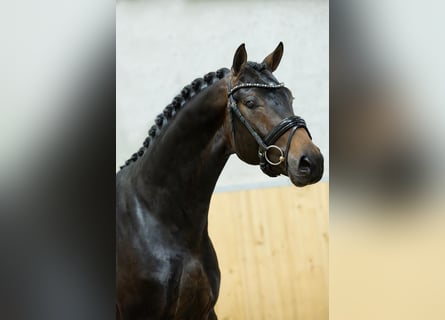 Westfaal, Hengst, 3 Jaar, 162 cm, Donkerbruin