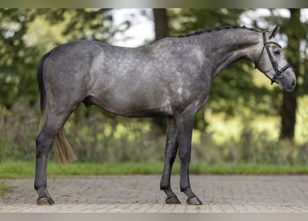 Westfaal, Hengst, 3 Jaar, 162 cm, Schimmel