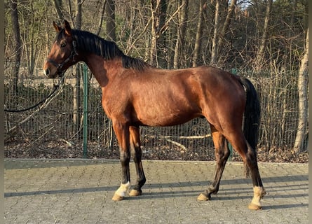 Westfaal, Hengst, 3 Jaar, 163 cm, Bruin