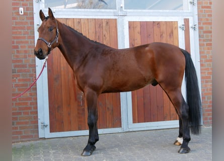 Westfaal, Hengst, 3 Jaar, 164 cm