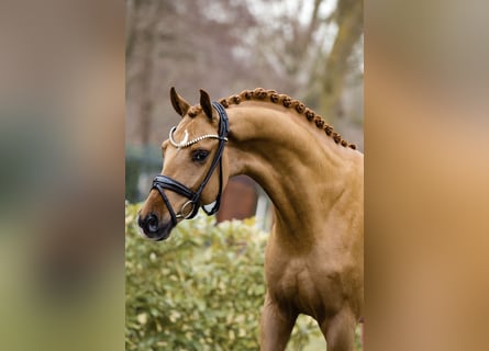 Westfaal, Hengst, 3 Jaar, 166 cm, Vos