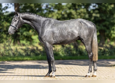 Westfaal, Hengst, 3 Jaar, 168 cm, Schimmel