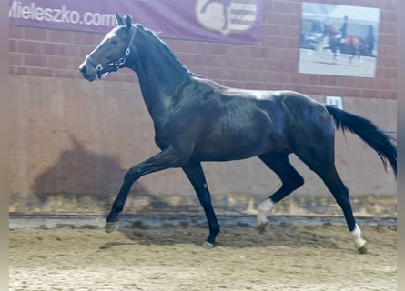 Westfaal, Hengst, 3 Jaar, 168 cm, Zwart