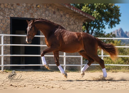 Westfaal, Hengst, 3 Jaar, 170 cm, Donkere-vos
