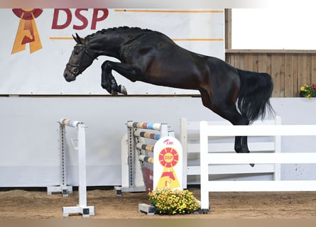 Westfaal, Hengst, 3 Jaar, 172 cm, Donkerbruin