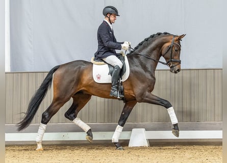 Westfaal, Hengst, 3 Jaar, 173 cm, Donkerbruin