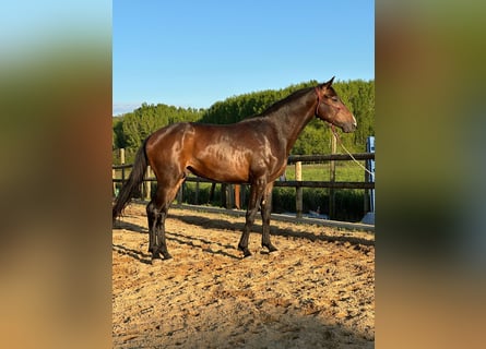 Westfaal, Hengst, 4 Jaar, 168 cm, Bruin