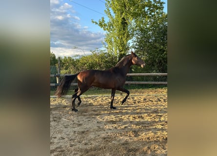 Westfaal, Hengst, 4 Jaar, 168 cm, Bruin