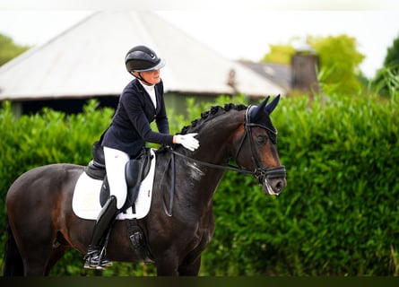 Westfaal, Hengst, 4 Jaar, 170 cm, Zwartbruin