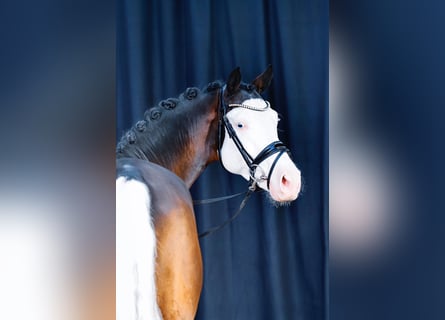 Westfaal, Hengst, 5 Jaar, 150 cm, Gevlekt-paard