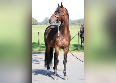 Westfale, Hengst, 5 Jahre, 167 cm, Falbe