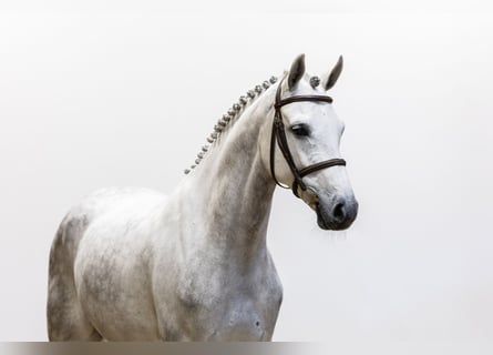 Westfaal, Hengst, 6 Jaar, 164 cm, Schimmel