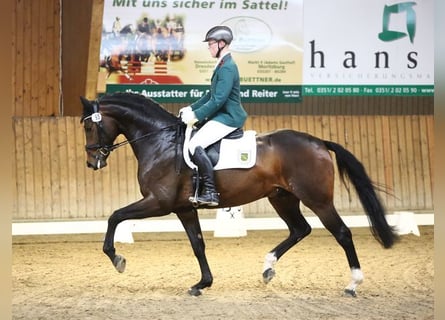 Westfaal, Hengst, 7 Jaar, 169 cm, Bruin