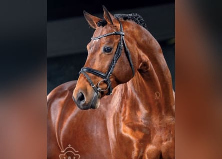 Westfaal, Hengst, 20 Jaar, 169 cm, Bruin