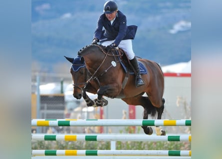 Westfaal, Hengst, 21 Jaar, 170 cm, Bruin