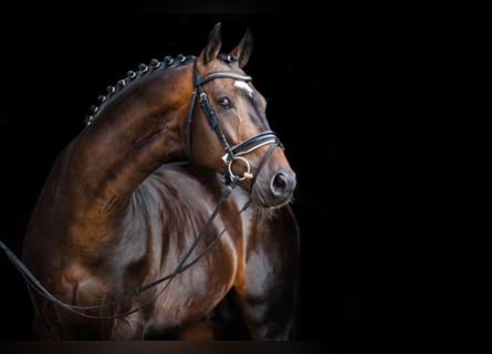 Westfaal, Hengst, 12 Jaar, 169 cm, Donkerbruin