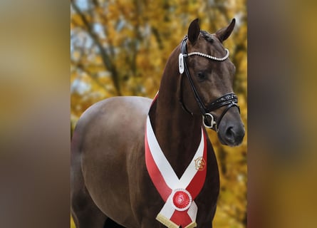 Westfaal, Hengst, 3 Jaar, 166 cm, Donkere-vos