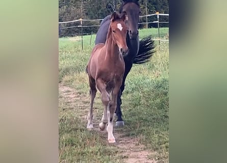 Westfaal, Hengst, Veulen (06/2025), 170 cm, Bruin