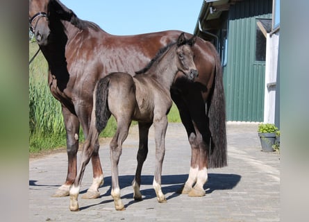 Westfaal, Hengst, veulen (05/2024), 170 cm, Zwartbruin