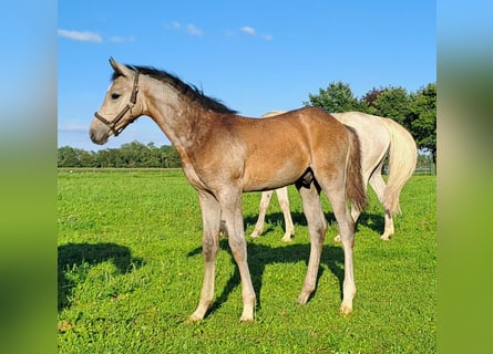 Westfaal, Hengst, veulen (05/2023), 174 cm, Schimmel