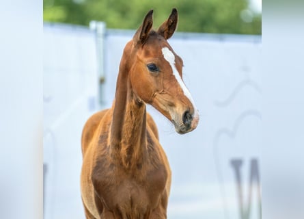 Westfaal, Hengst, veulen (05/2023), Brauner