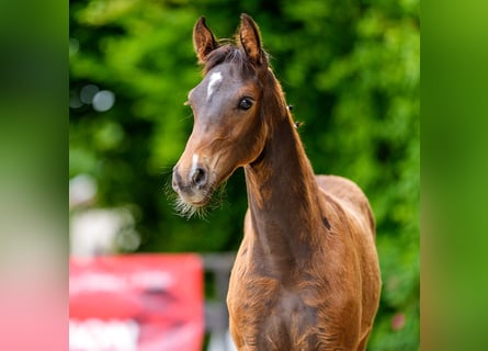Westfaal, Hengst, Veulen (03/2026), Bruin