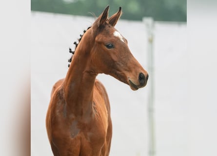 Westfaal, Hengst, veulen (03/2024), Bruin