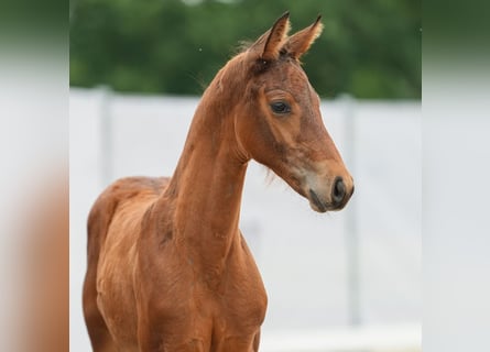 Westfaal, Hengst, veulen (04/2024), Bruin