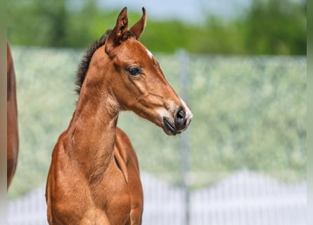 Westfaal, Hengst, Veulen (04/2025), Bruin