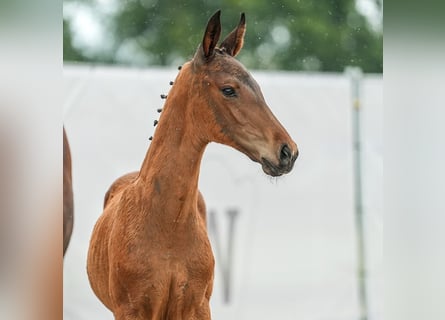 Westfaal, Hengst, veulen (04/2024), Bruin