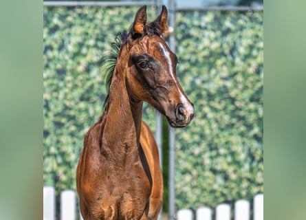 Westfaal, Hengst, Veulen (04/2025), Bruin