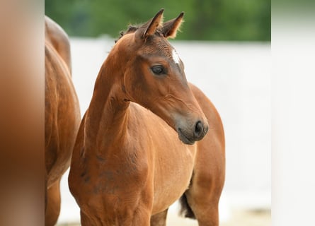 Westfaal, Hengst, veulen (04/2024), Bruin