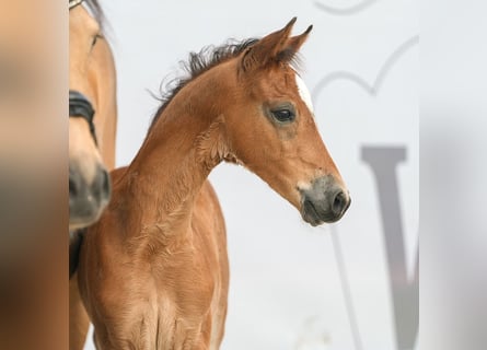 Westfaal, Hengst, veulen (04/2024), Bruin