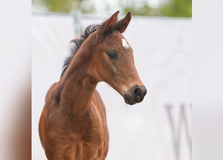 Westfaal, Hengst, veulen (03/2024), Bruin