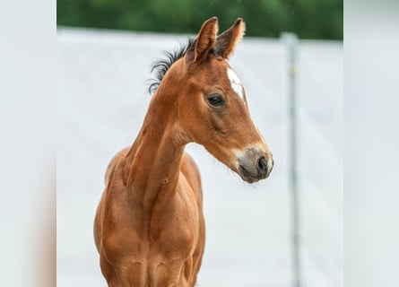 Westfaal, Hengst, veulen (05/2024), Bruin