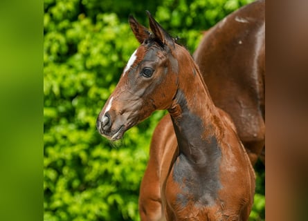 Westfaal, Hengst, veulen (04/2024), Bruin