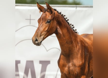 Westfaal, Hengst, veulen (03/2024), Bruin